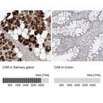 Thumbnail_Carbonic Anhydrase VI Antibody, Novus Biologicals:Antibodies:Primary Antibodies